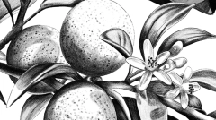 REGINA FUMETTI FESTIVAL thumb