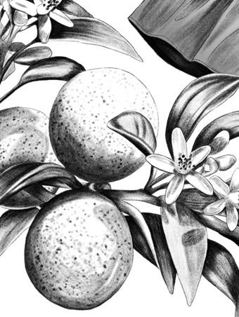 REGINA FUMETTI FESTIVAL thumb